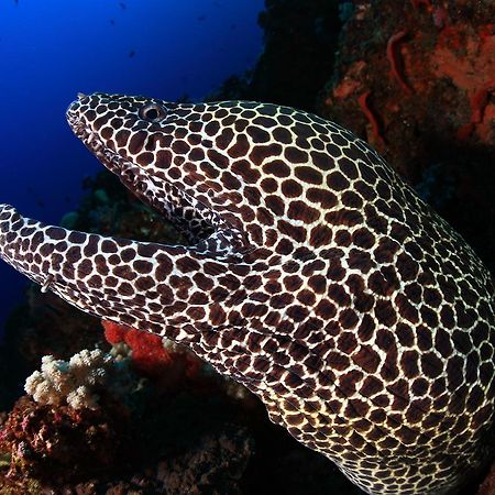 Benthos Bali Dive Resort チャンディダサ エクステリア 写真