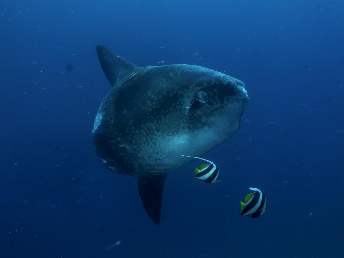 Benthos Bali Dive Resort チャンディダサ エクステリア 写真