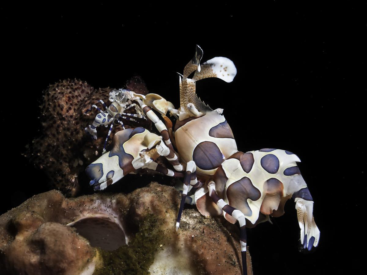 Benthos Bali Dive Resort チャンディダサ エクステリア 写真