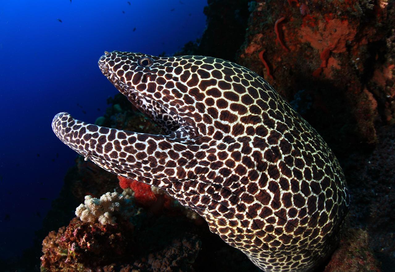 Benthos Bali Dive Resort チャンディダサ エクステリア 写真
